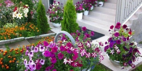 Ampel petunija tajfun f1 (tajfun): fotografije sorti serije, recenzije